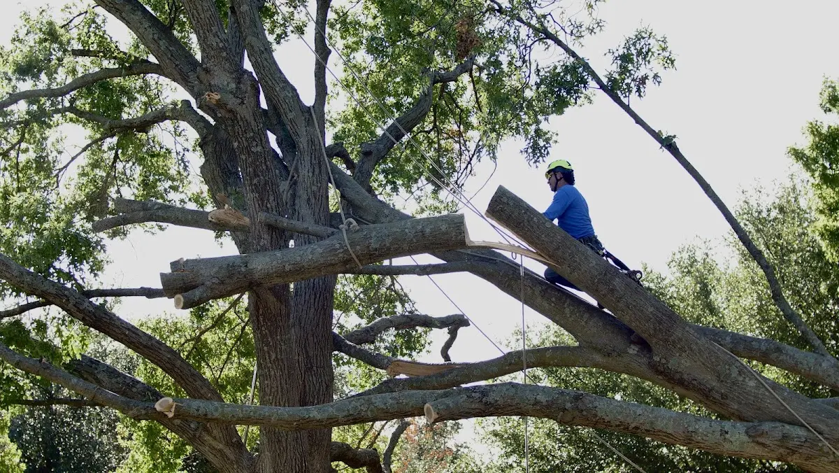 Professional Hazardous Tree Removal performed by certified arborists in Long Island