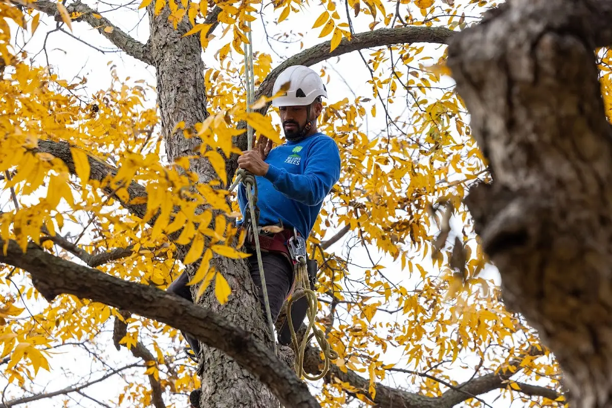 Skilled Tree Pruning crew working in Long Island
